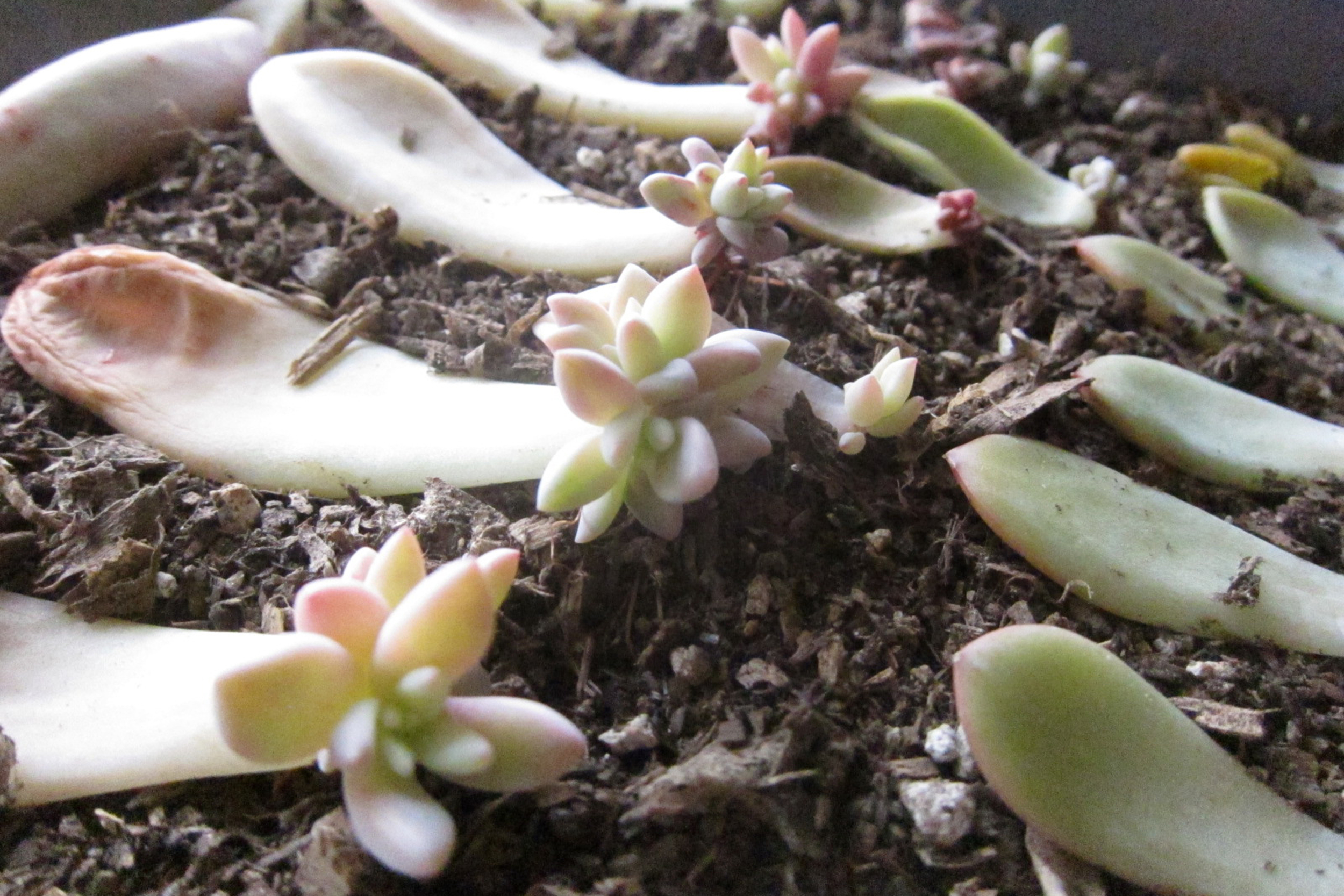 Propagating Succulents via Needles + Leaves. How to propagate succulents from leaves and cuttings.